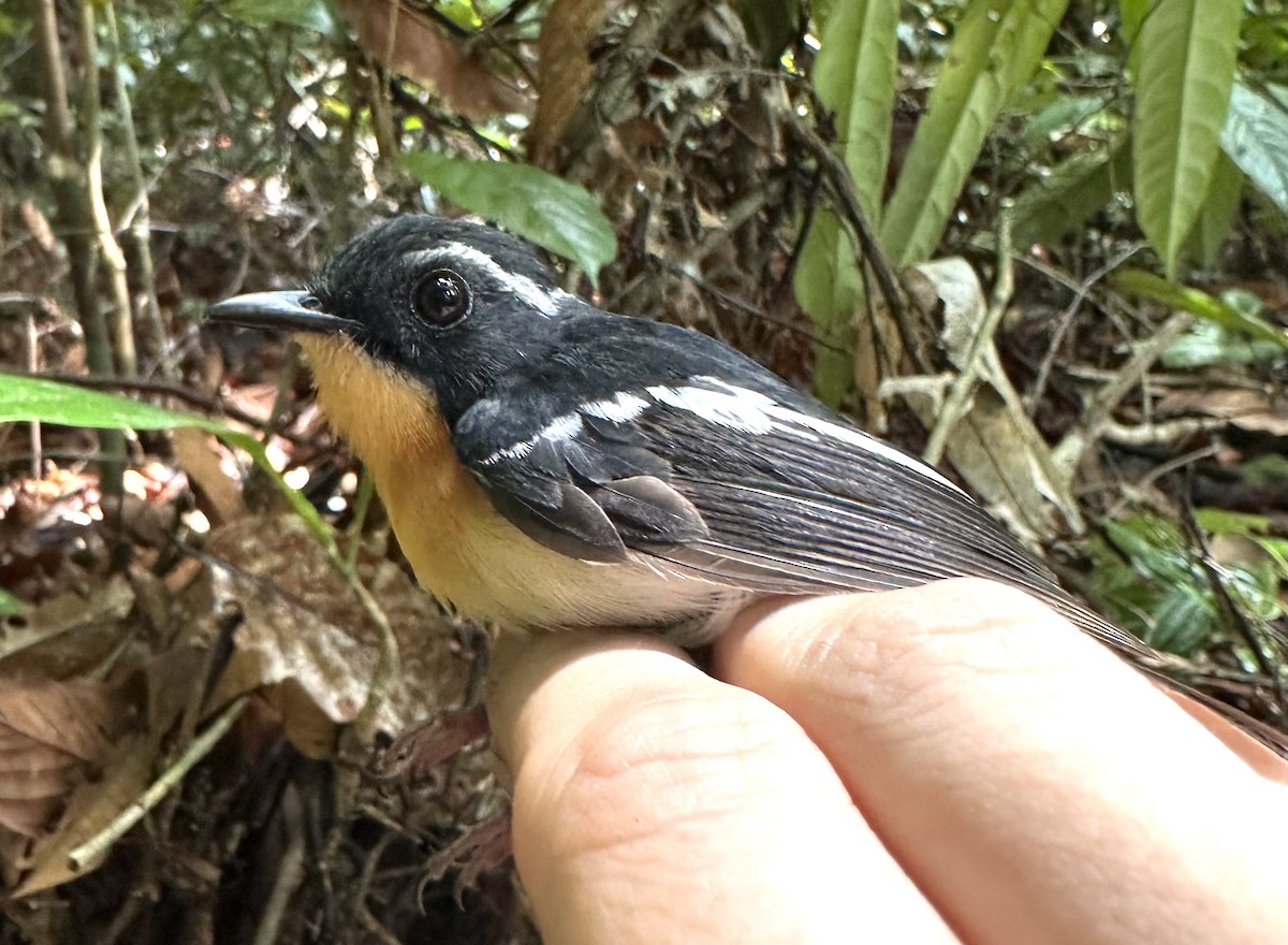 Rufous-chested Flycatcher - ML616421520