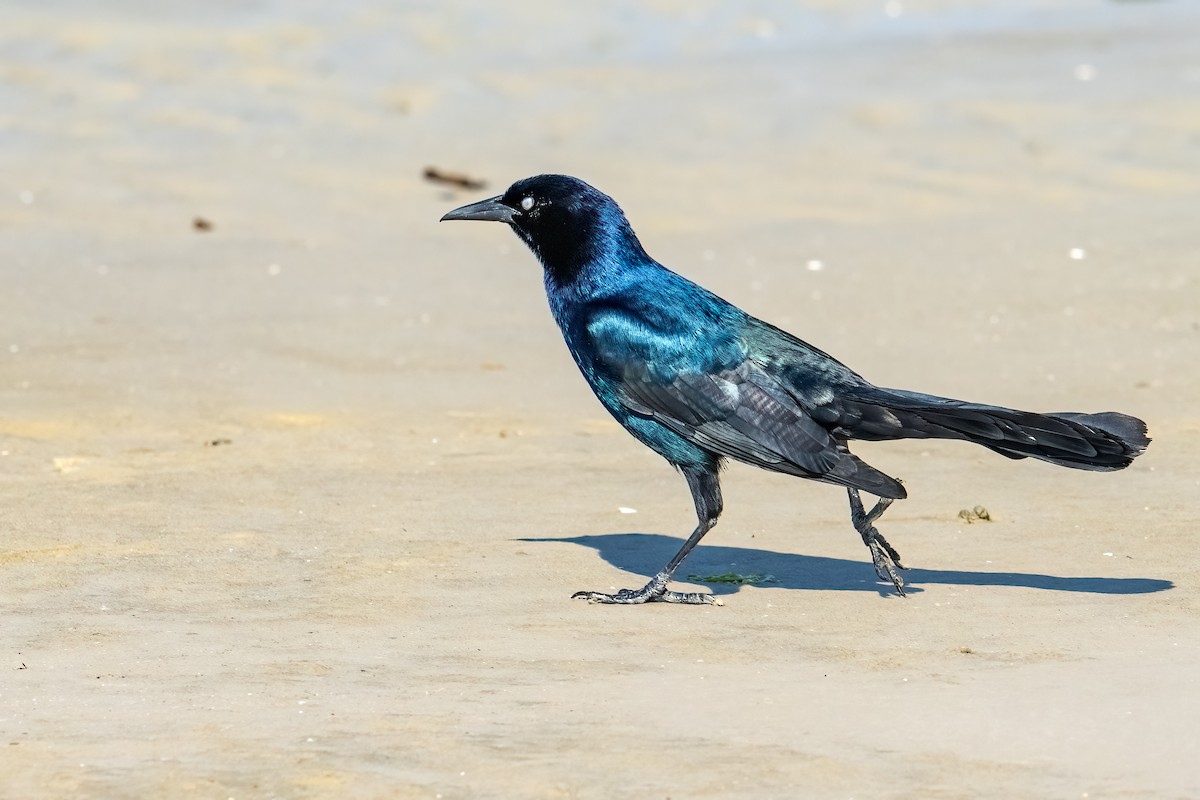 Boat-tailed Grackle - ML616421579