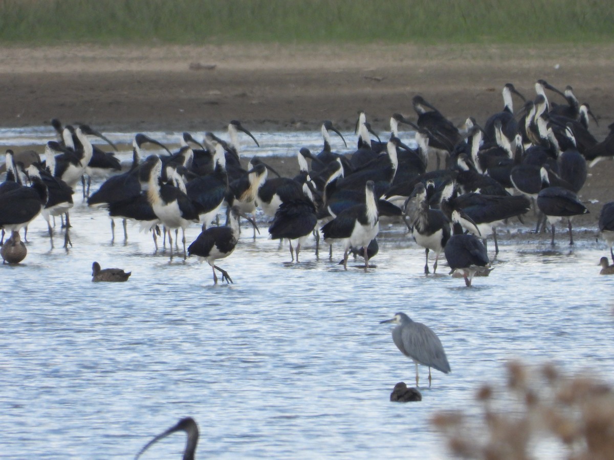 ibis slámokrký - ML616421664