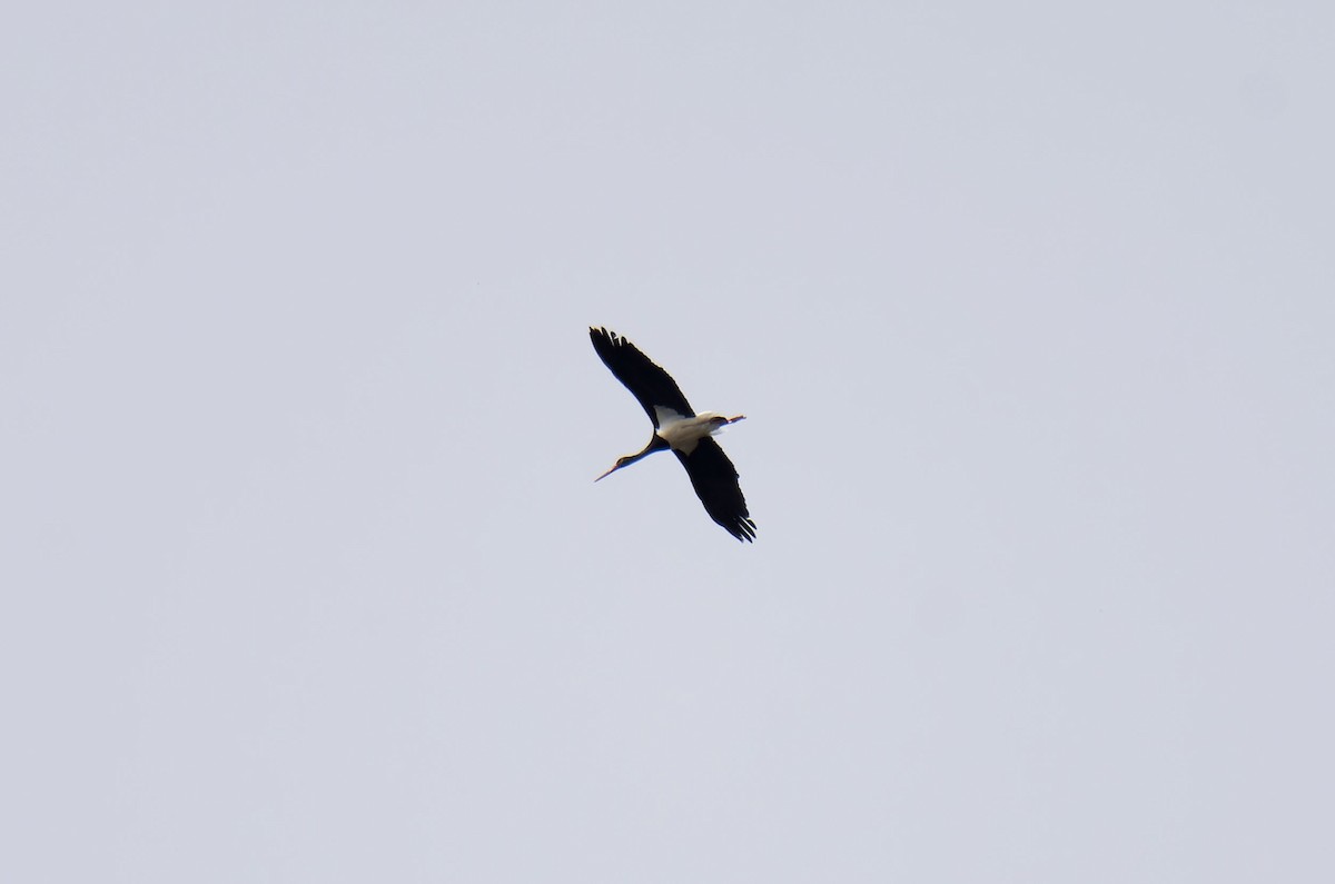 Black Stork - ML616421995