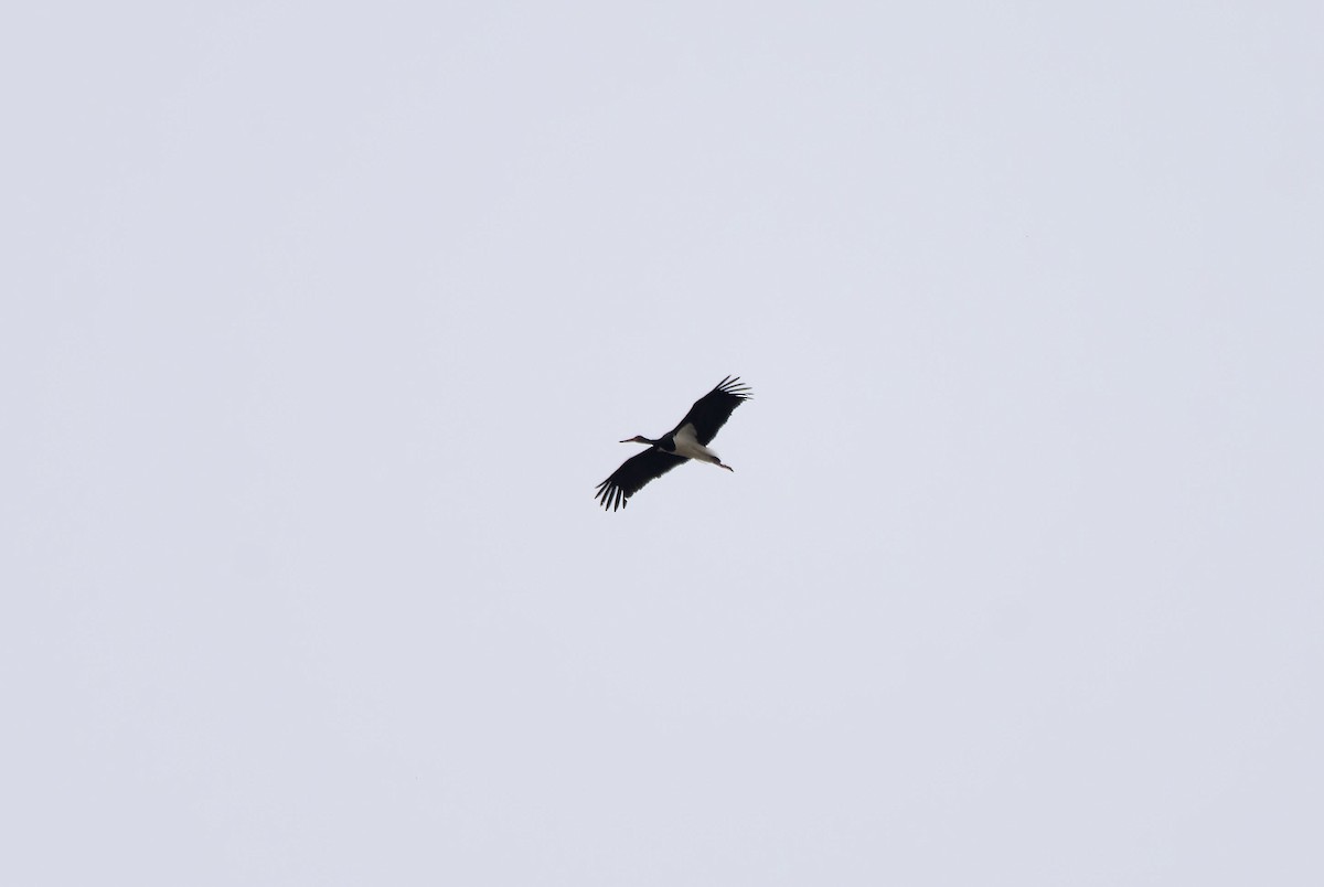 Black Stork - ML616421996