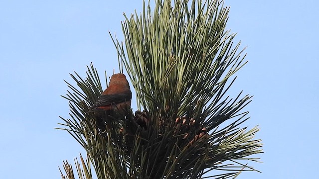 Red Crossbill (Ponderosa Pine or type 2) - ML616422006