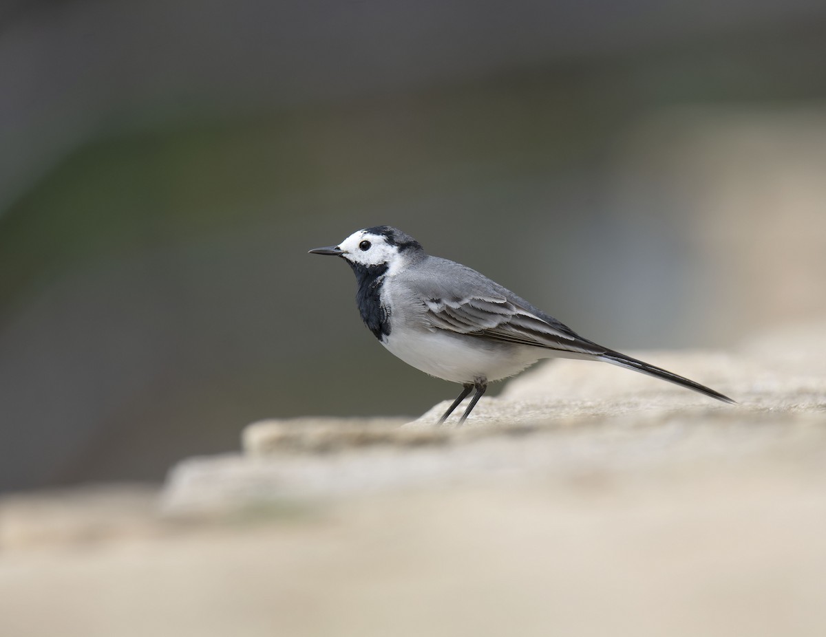 White Wagtail (White-faced) - ML616422040