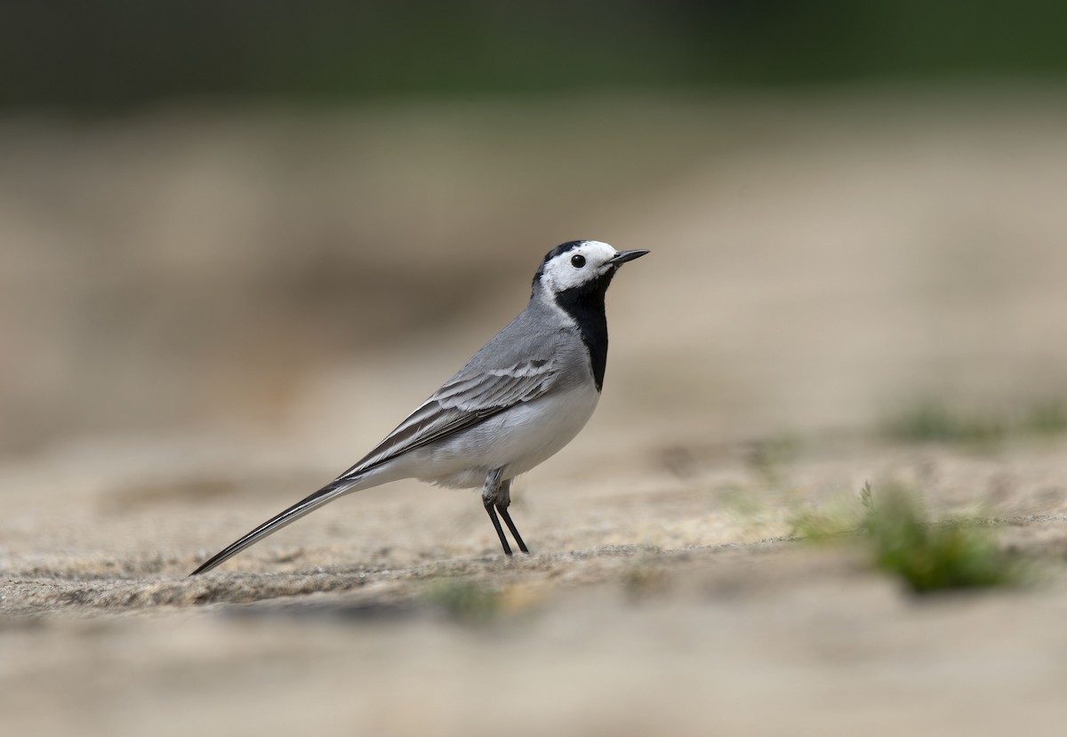 White Wagtail (White-faced) - ML616422041