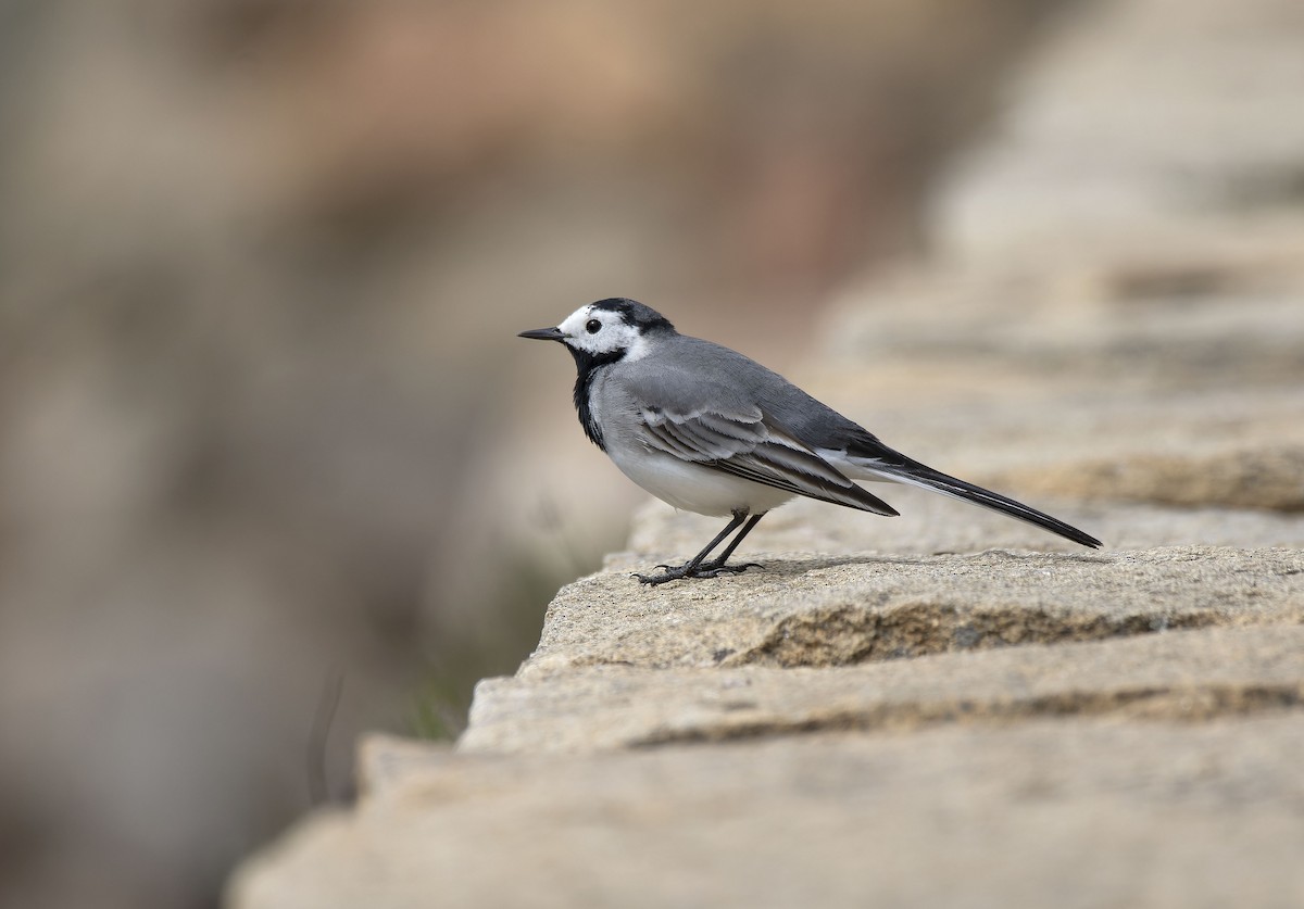 White Wagtail (White-faced) - ML616422042