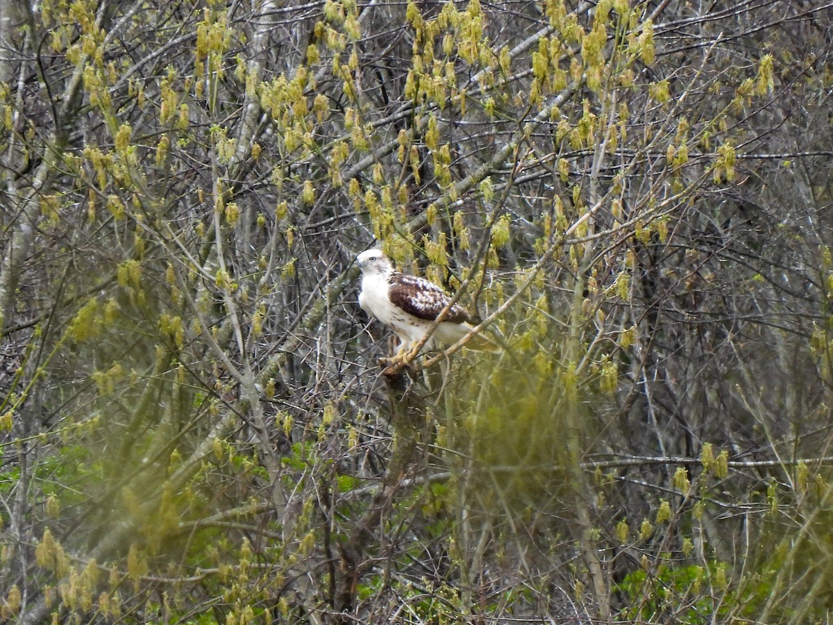 Red-tailed Hawk (Krider's) - Sophie Dismukes