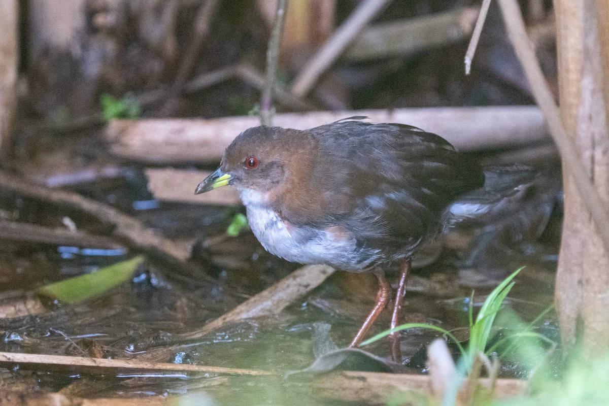 Red-and-white Crake - Ted Kavanagh