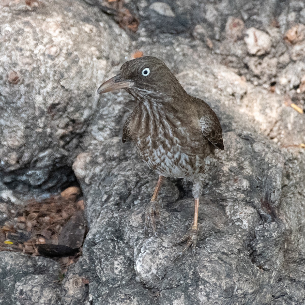 Pearly-eyed Thrasher - Peter North