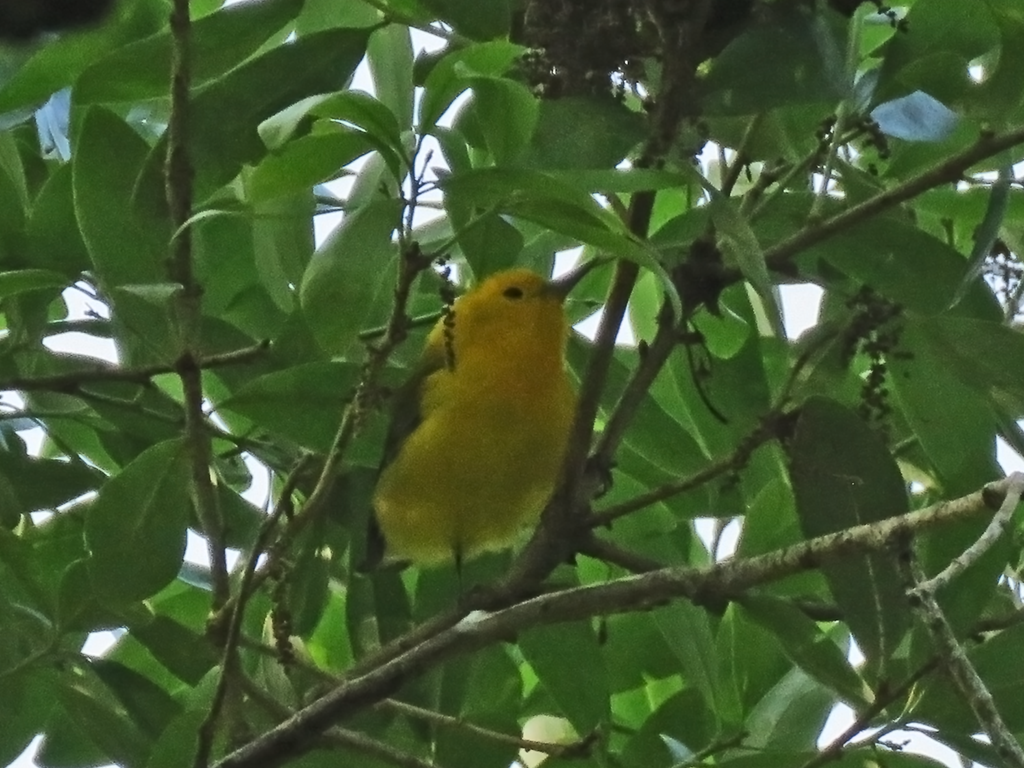 Prothonotary Warbler - Christopher Ferro