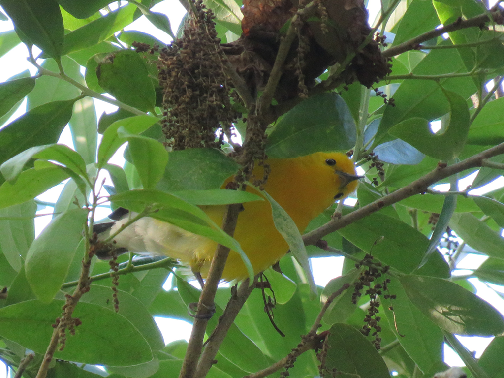 Prothonotary Warbler - ML616422557
