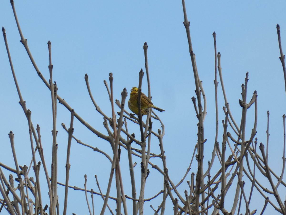Yellowhammer - Lukas Le Grice