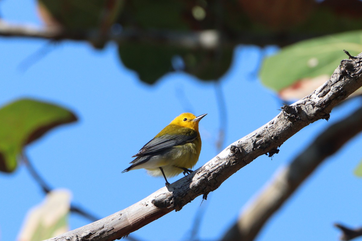 Prothonotary Warbler - ML616422597