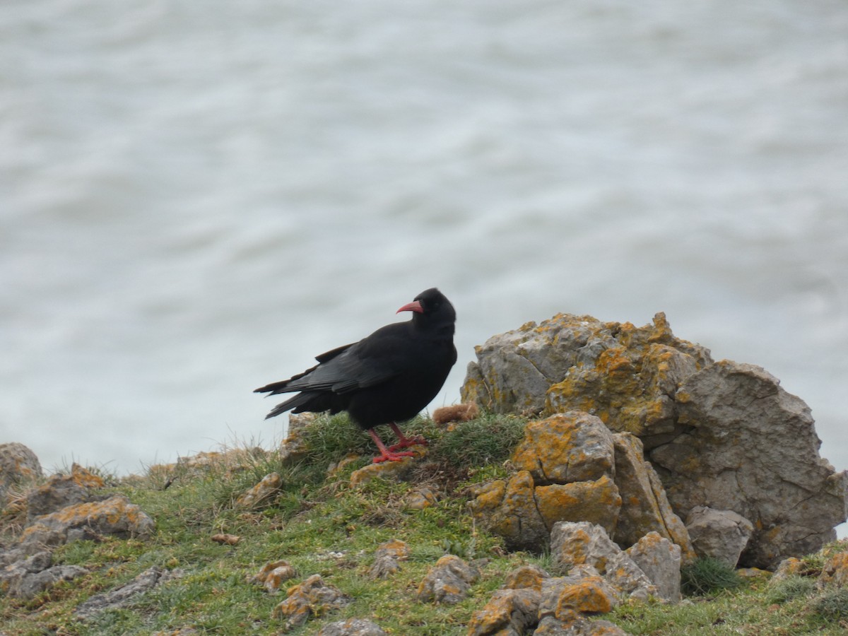 Red-billed Chough - Lukas Le Grice