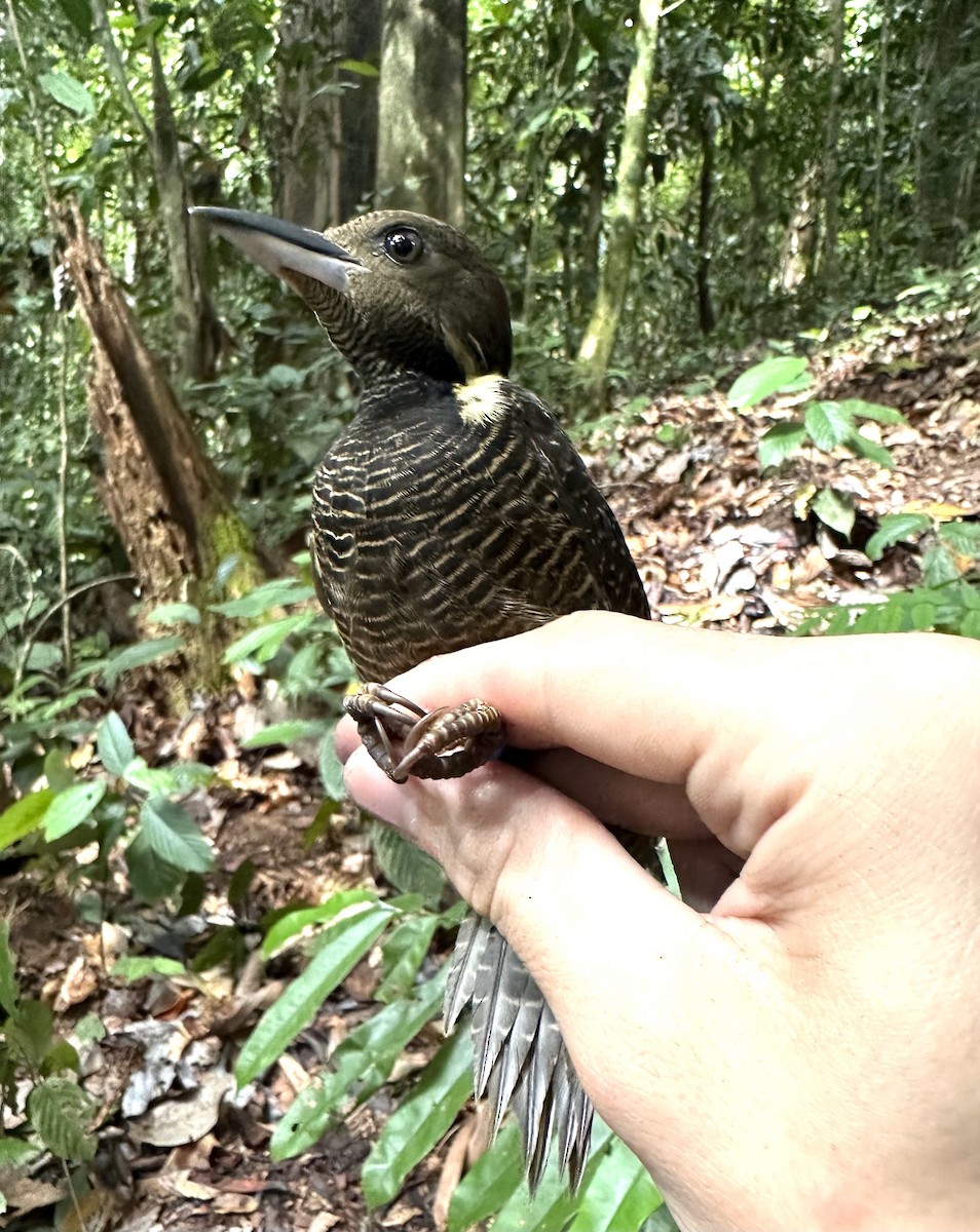 Buff-necked Woodpecker - ML616422702
