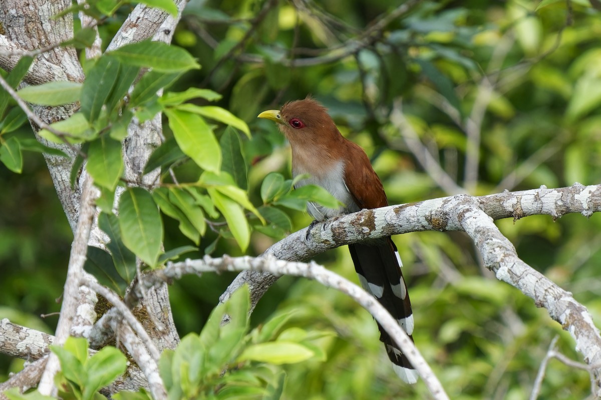 Squirrel Cuckoo (Amazonian) - ML616422704