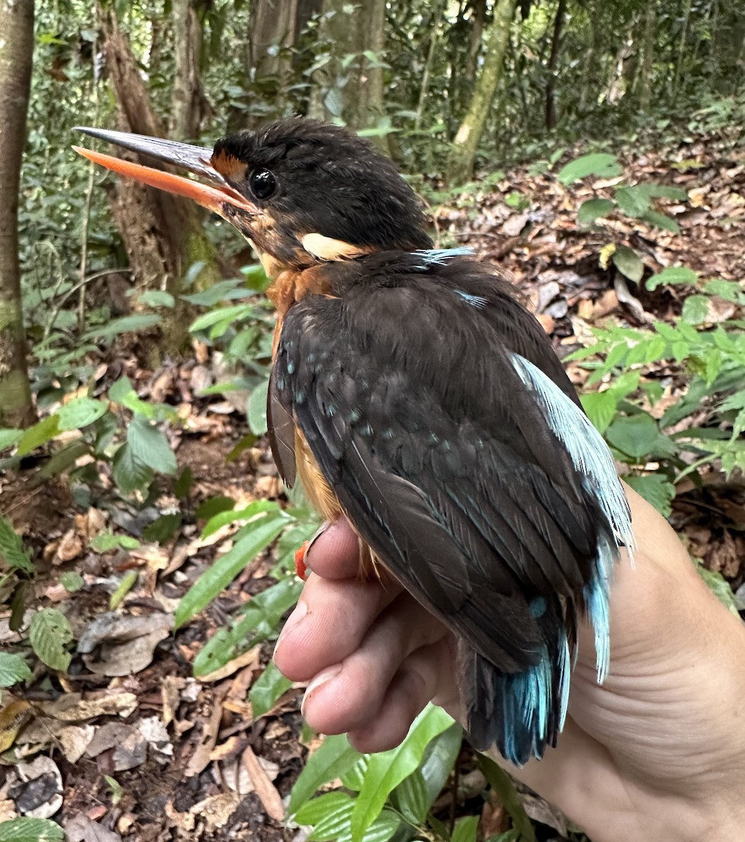 Malaysian Blue-banded Kingfisher - Will Brooks