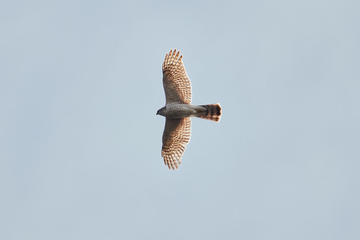 Eurasian Sparrowhawk - ML616422785