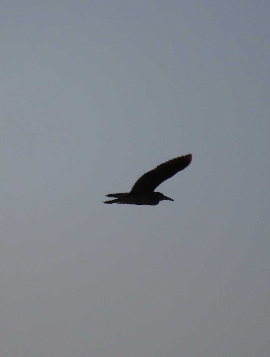 Black-crowned Night Heron - ML616422800