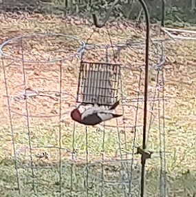 Red-headed Woodpecker - ML616422841