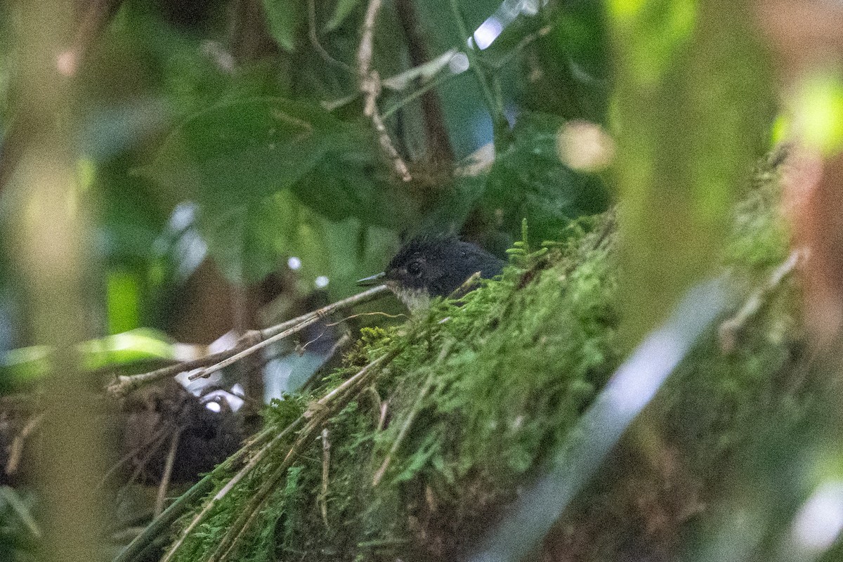 White-breasted Tapaculo - ML616422882