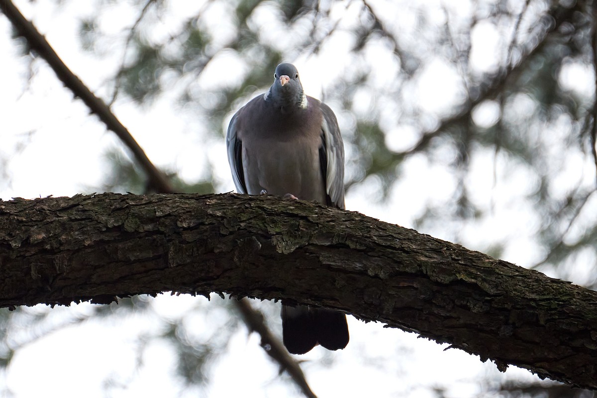 Common Wood-Pigeon - ML616422896