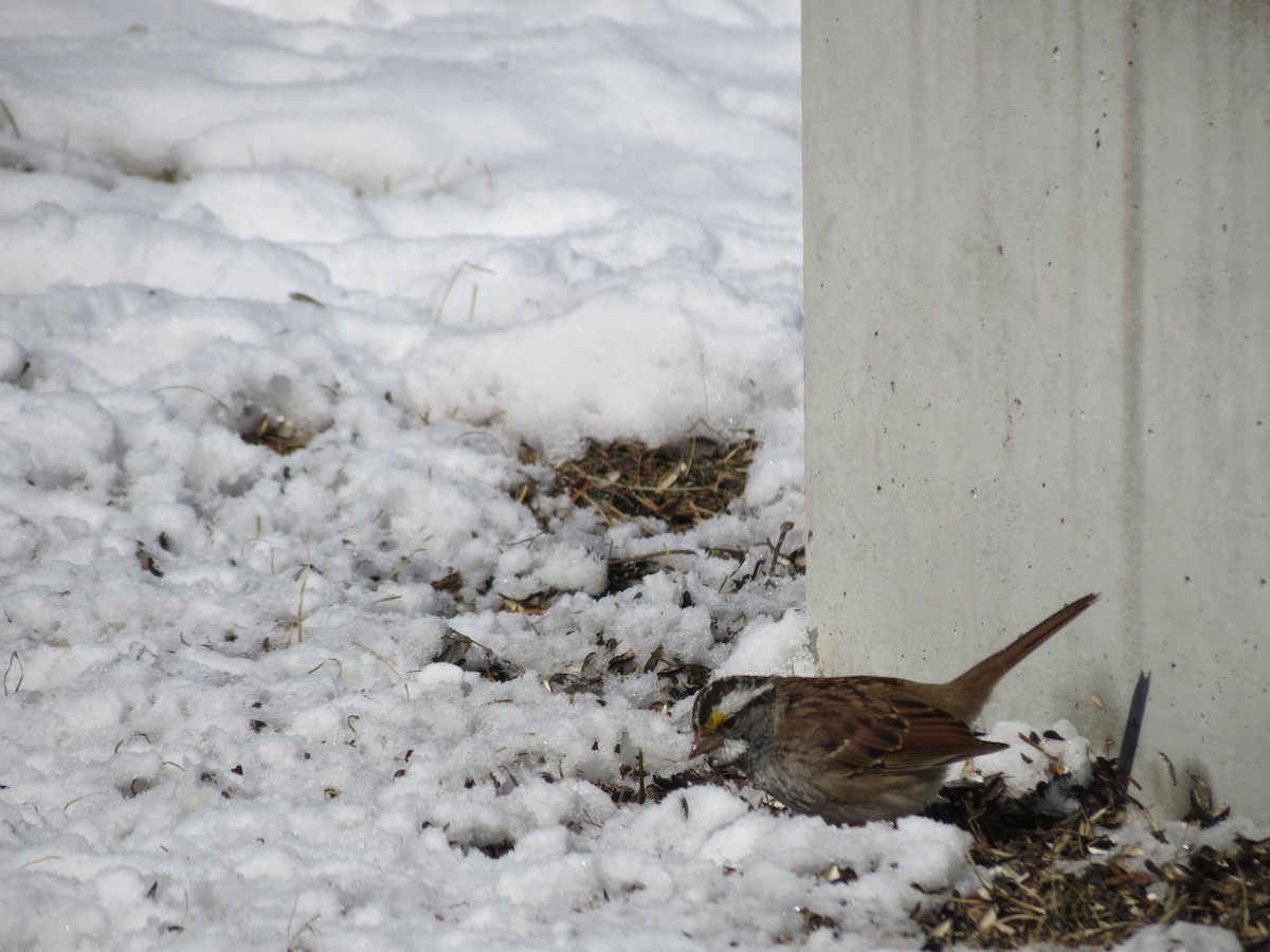White-throated Sparrow - Zofia Laubitz