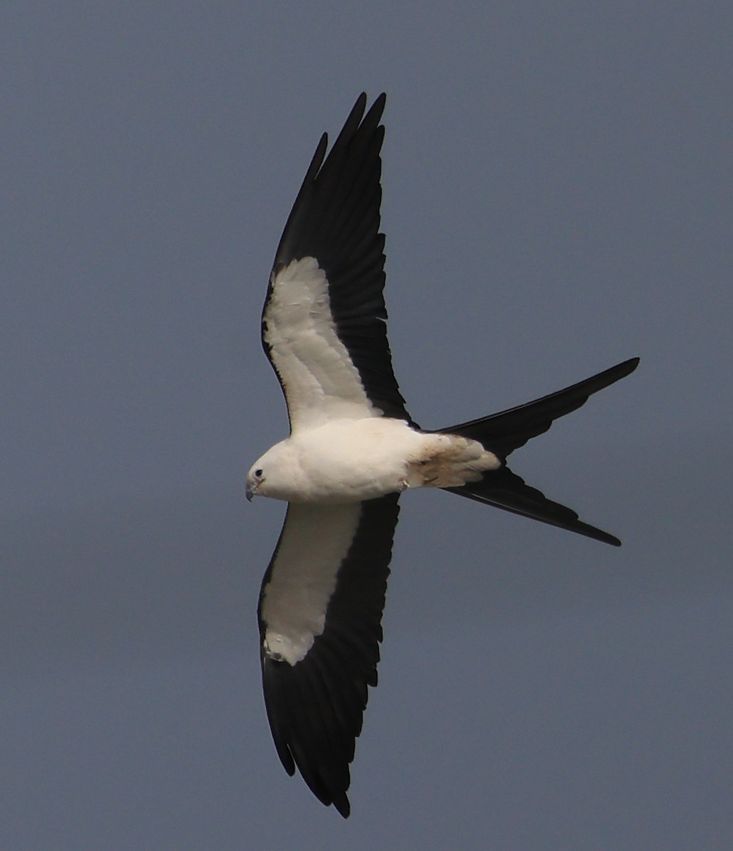 Swallow-tailed Kite - ML616423028