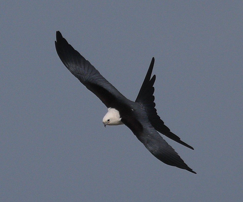 Swallow-tailed Kite - ML616423029