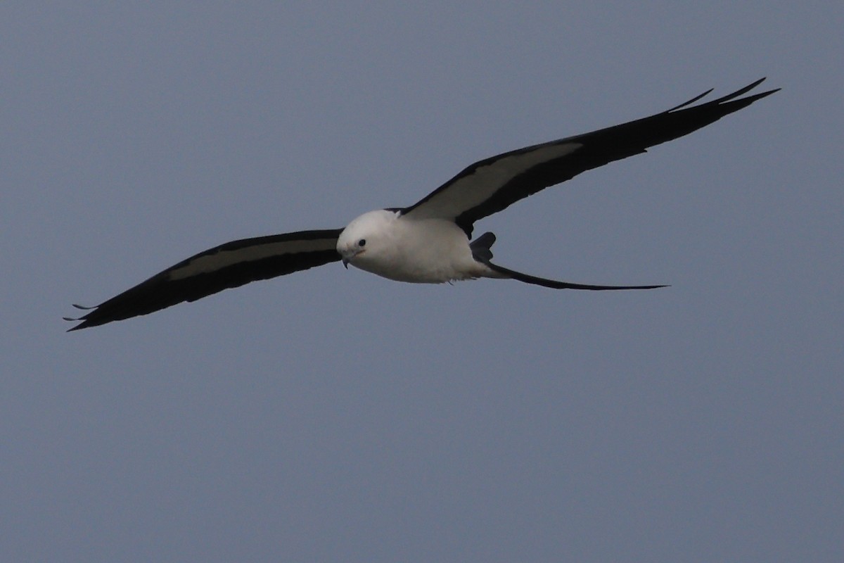 Swallow-tailed Kite - ML616423030