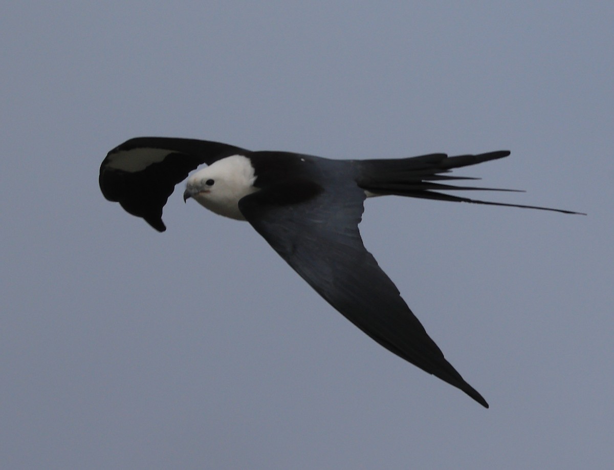 Swallow-tailed Kite - ML616423031