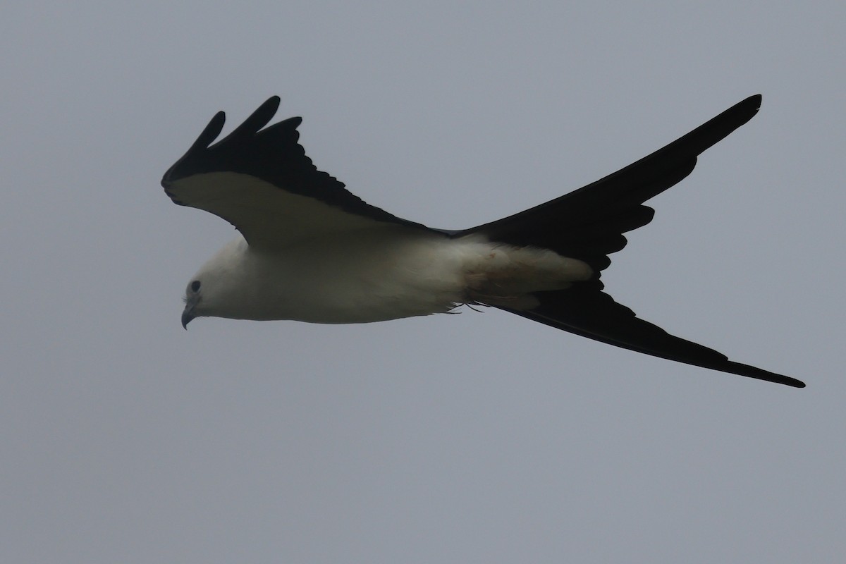 Swallow-tailed Kite - ML616423032