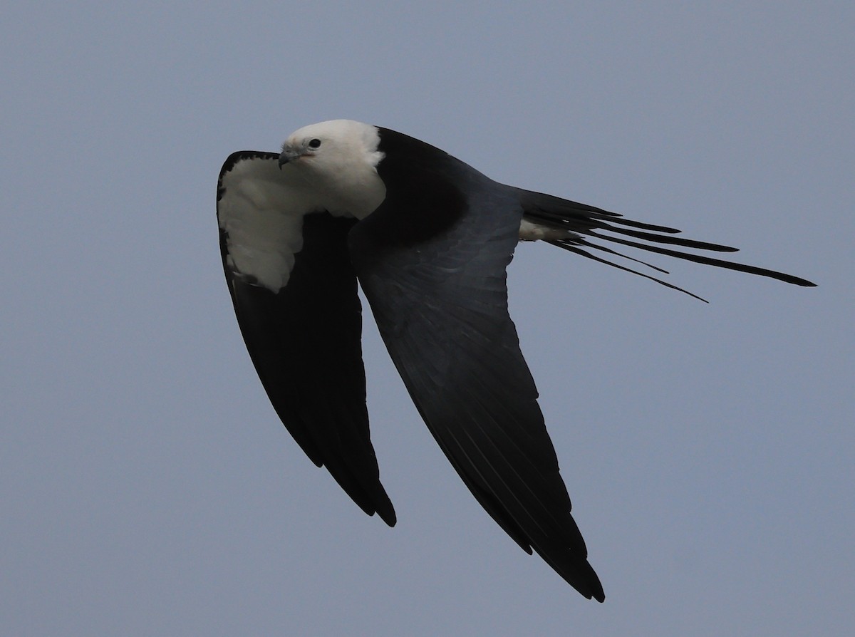 Swallow-tailed Kite - ML616423033