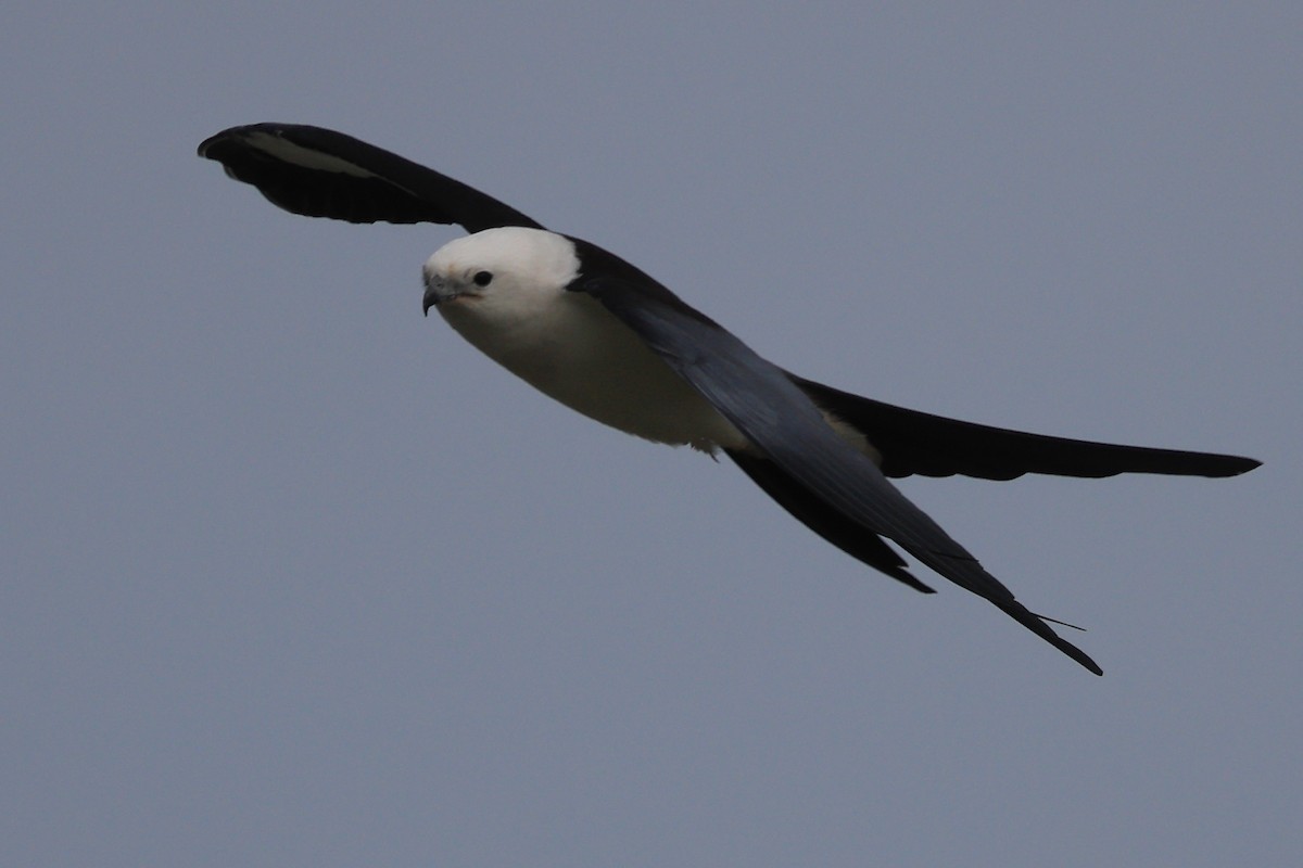 Swallow-tailed Kite - ML616423034