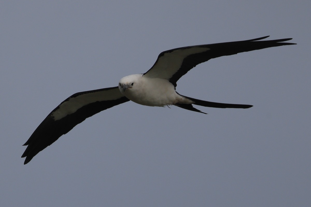 Swallow-tailed Kite - ML616423039