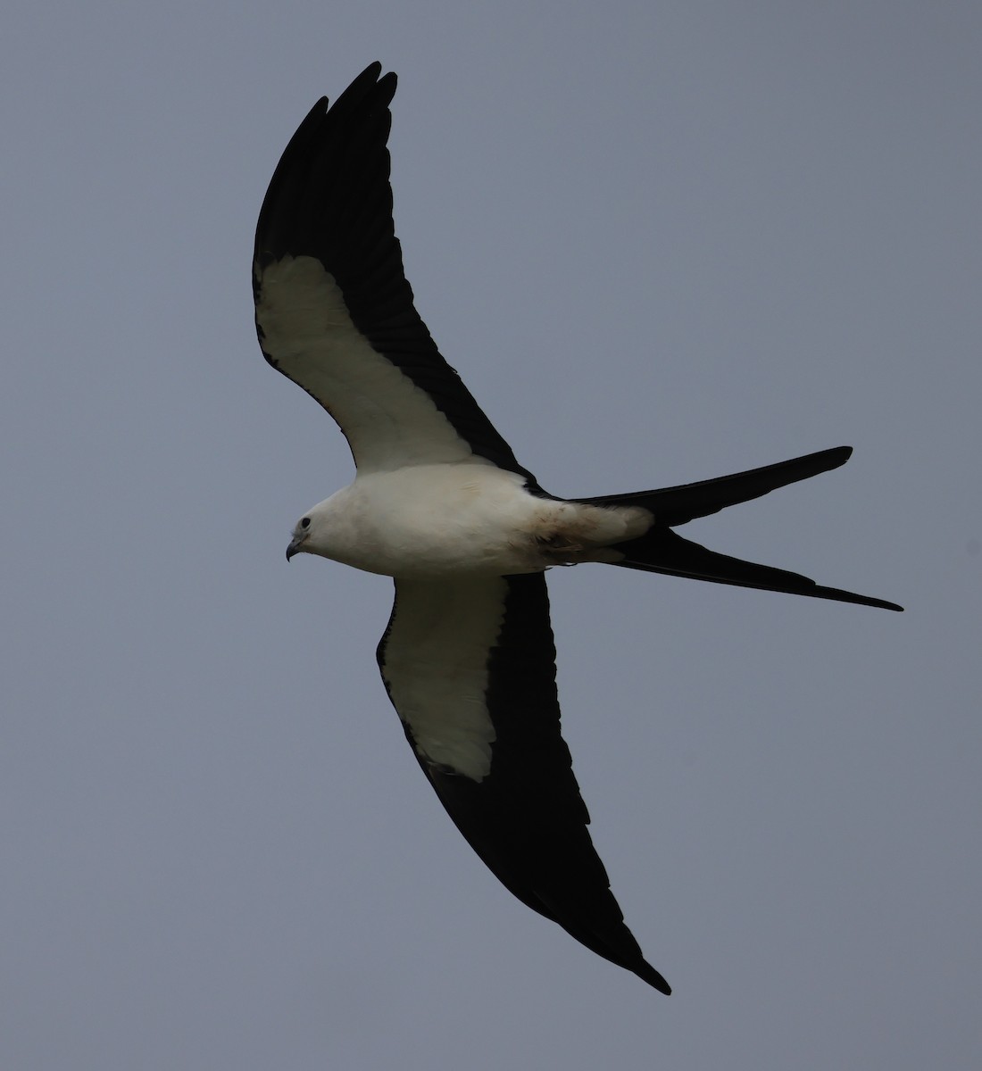 Swallow-tailed Kite - ML616423040