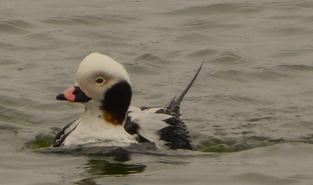 Long-tailed Duck - ML616423129