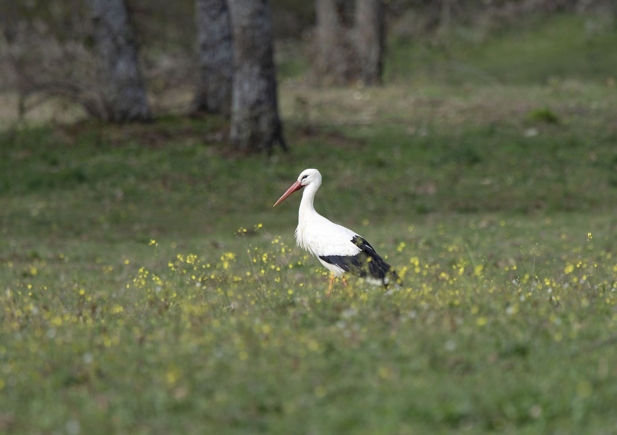 White Stork - ML616423224