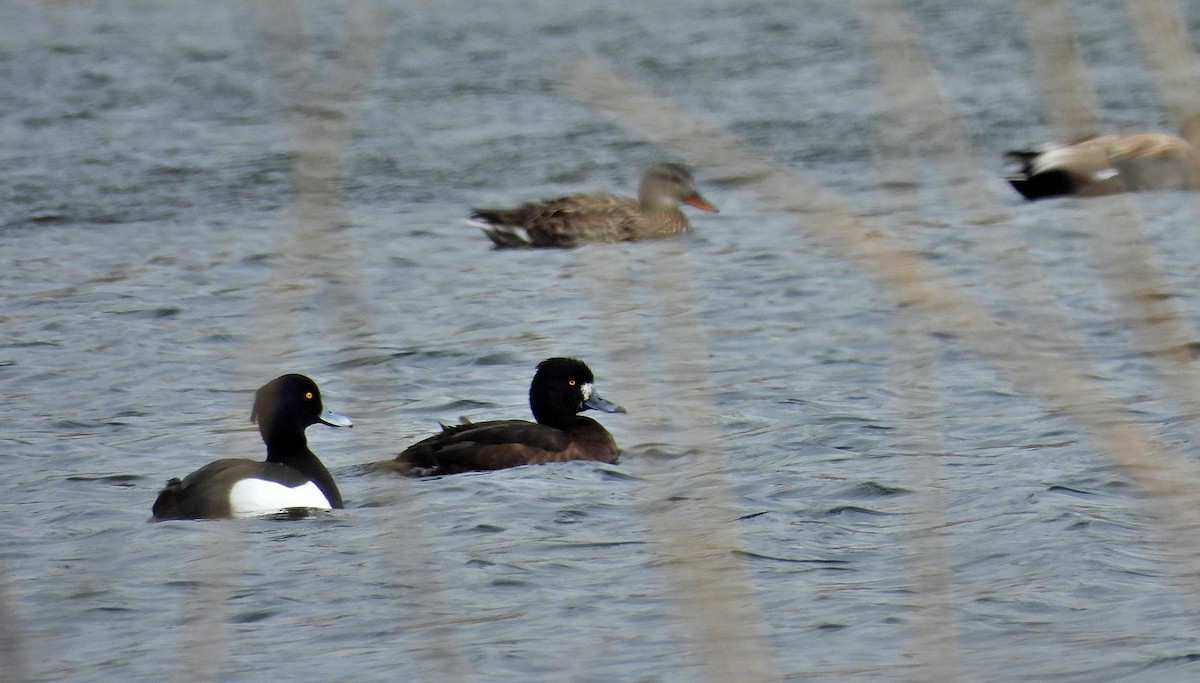Tufted Duck - ML616423429