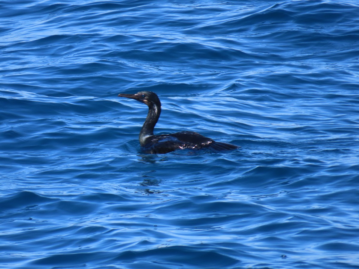 cormorant sp. - ML616423508