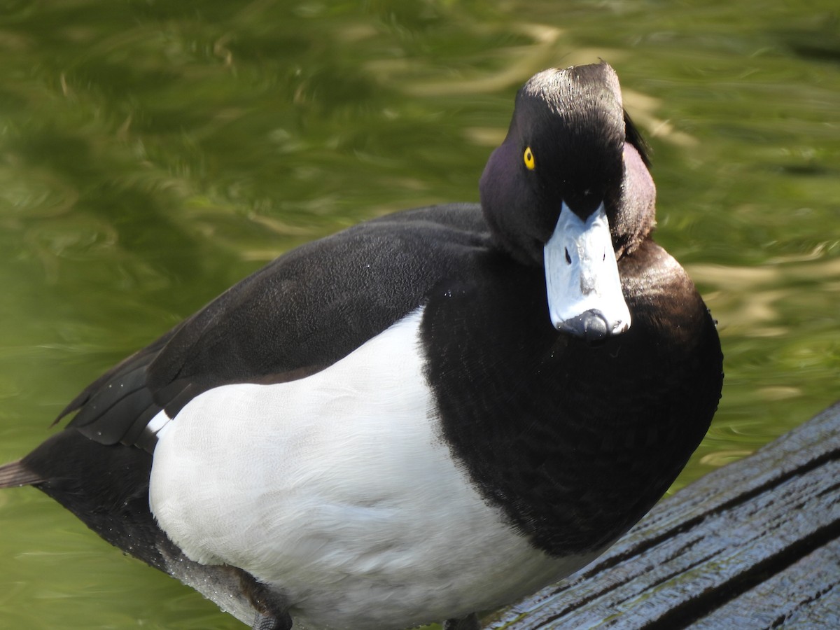 Tufted Duck - ML616423646