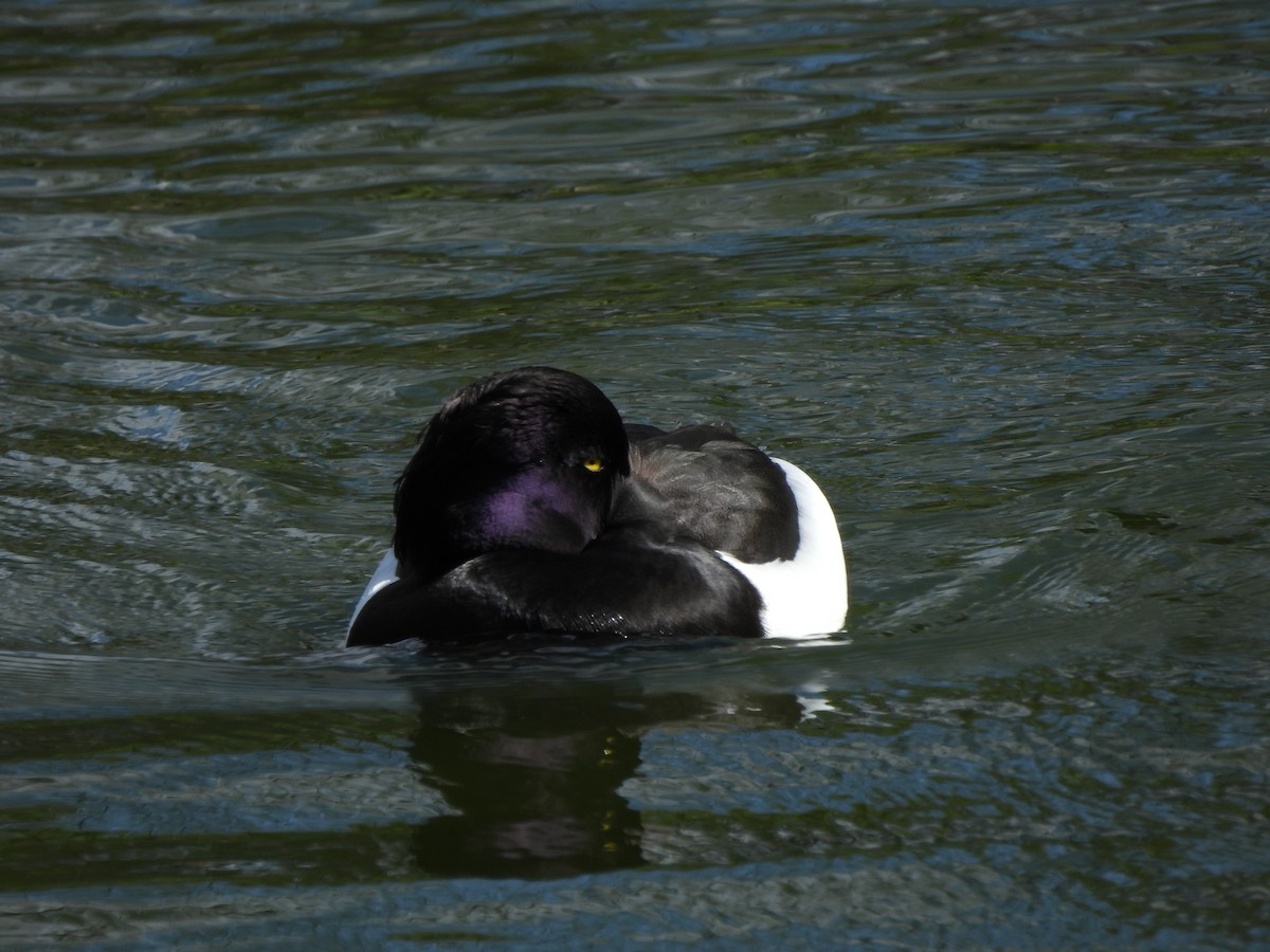 Tufted Duck - ML616423647