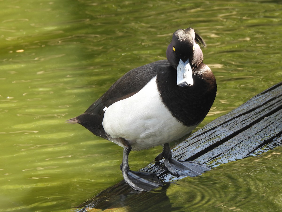 Tufted Duck - ML616423648