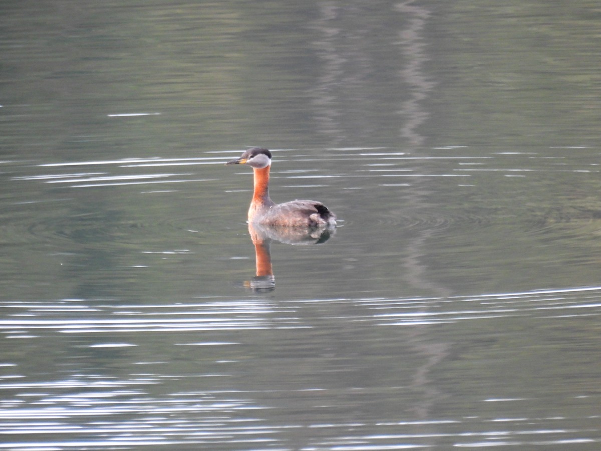 Red-necked Grebe - ML616423700