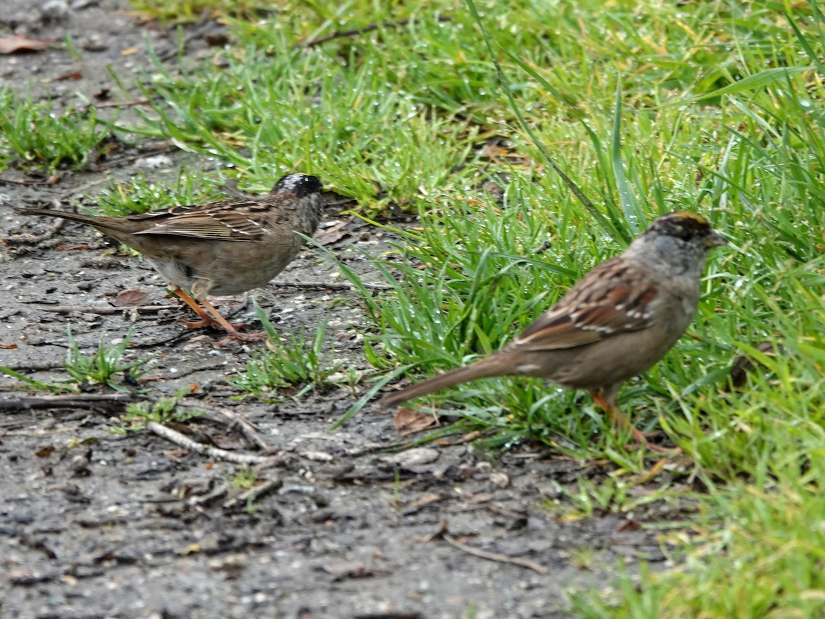Golden-crowned Sparrow - ML616423741