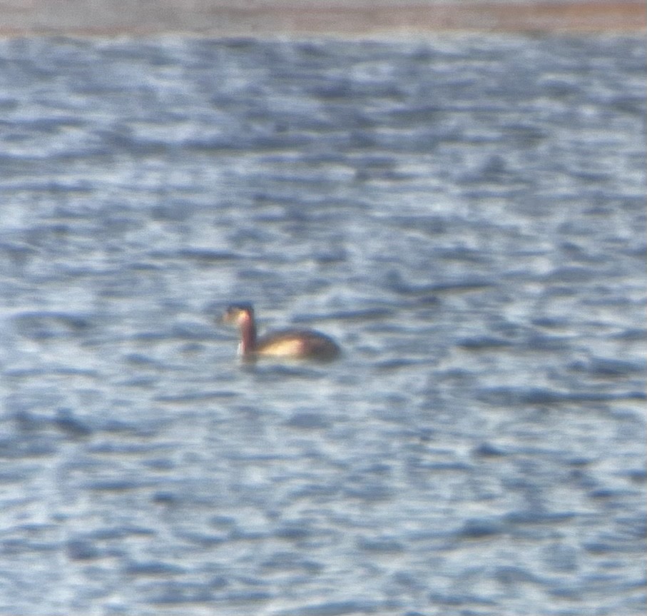 Red-necked Grebe - ML616423932