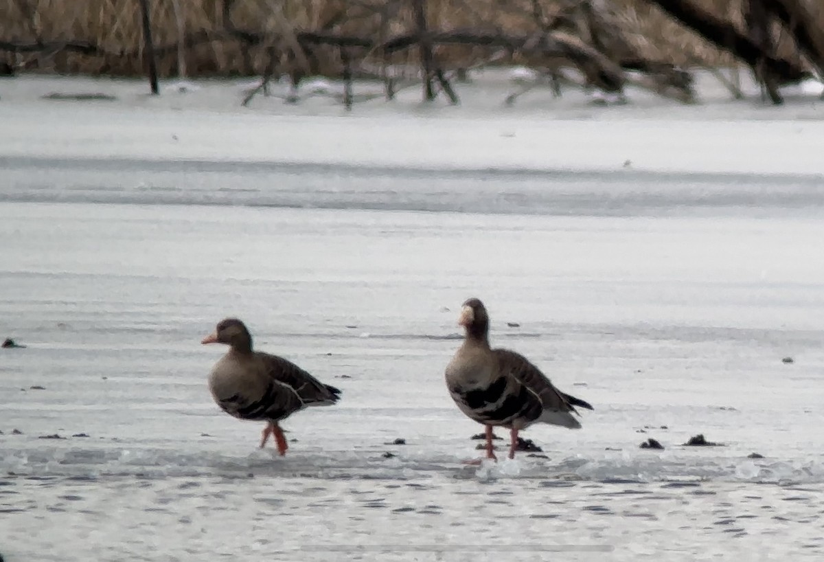 Greater White-fronted Goose - ML616424007
