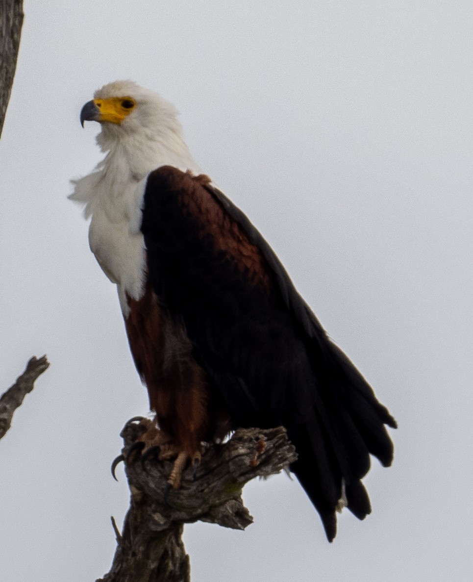 African Fish-Eagle - ML616424039