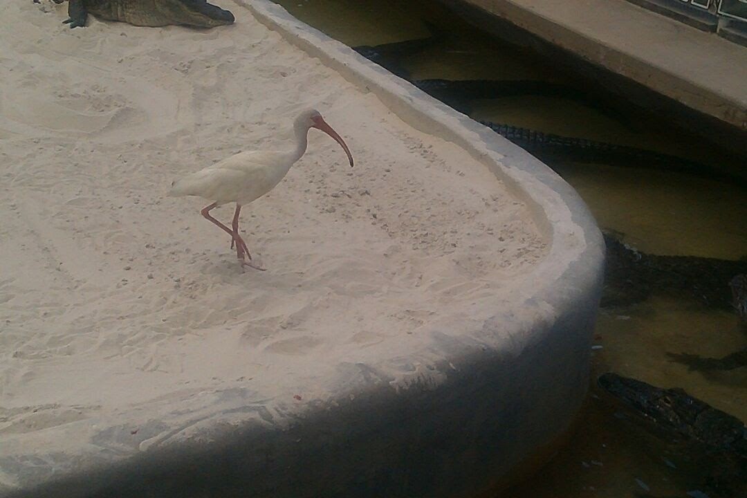ibis bílý - ML616424210