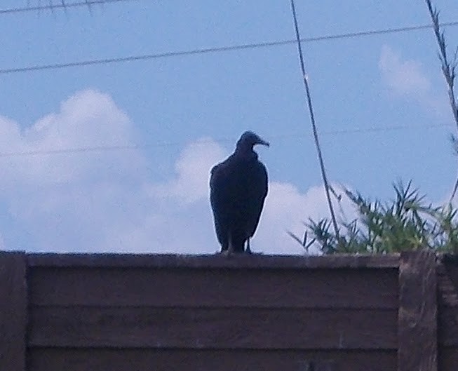 Black Vulture - ML616424247