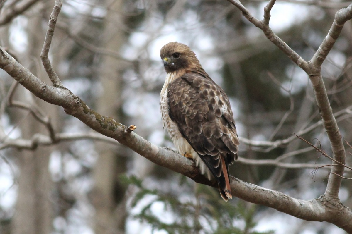 Red-tailed Hawk - Harold Forsyth